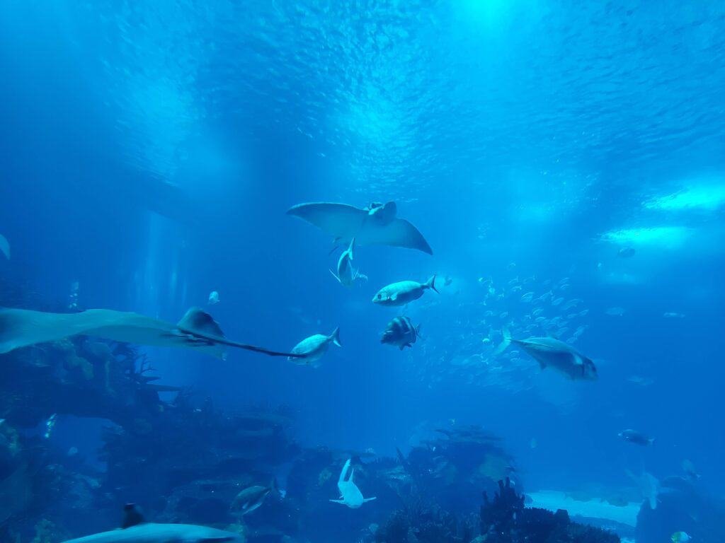 The diversity of fish in the Lisbon Oceanarium