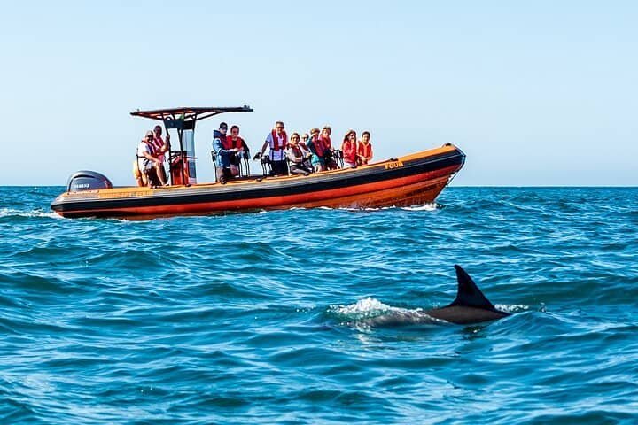 Grupo de personas deslumbradas por la visión de un animal marino