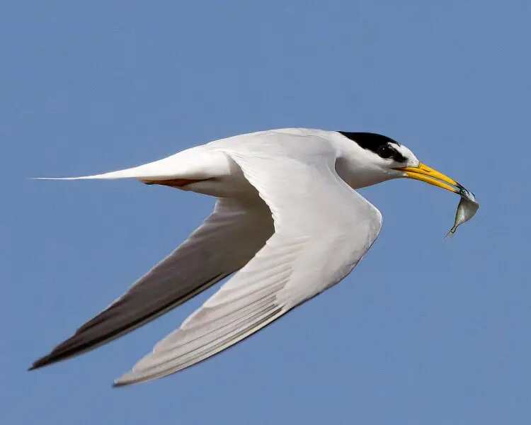 Golondrina de mar volando