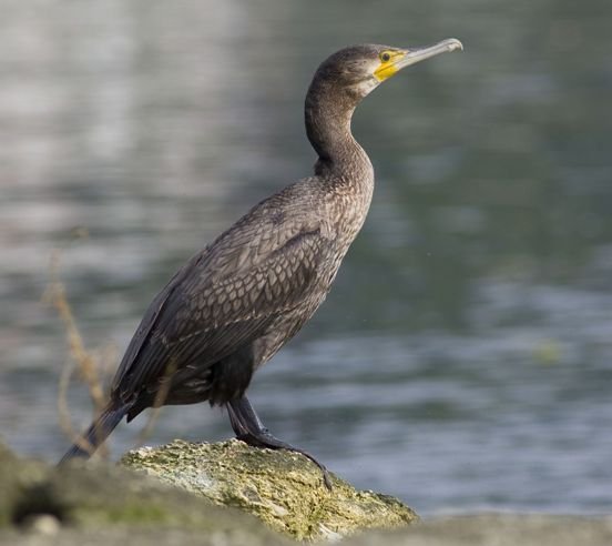 Cormorán descansando
