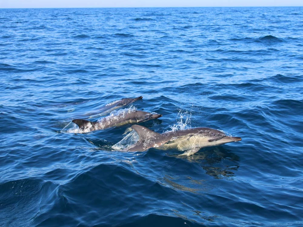 Delfines en grupo